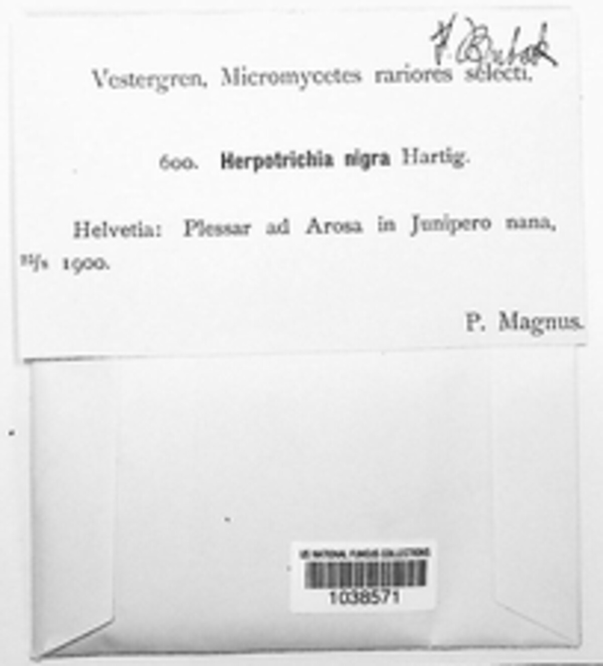 Herpotrichia nigra image